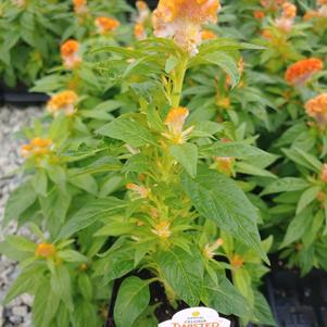 Celosia cristata 