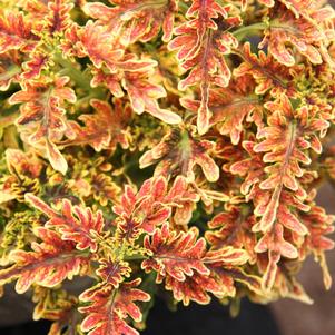 Solenostemon scutellarioides 