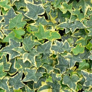 Hedera helix 'Goldchild'