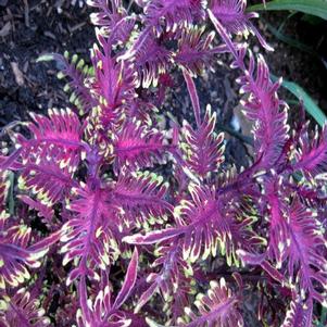Solenostemon scutellarioides 
