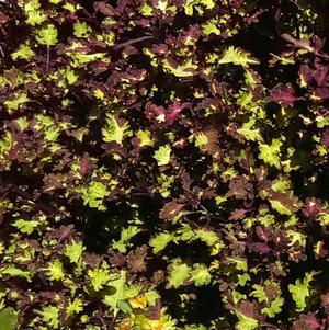 Solenostemon scutellarioides 