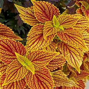 Solenostemon scutellarioides 
