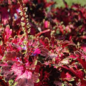 Solenostemon scutellarioides 