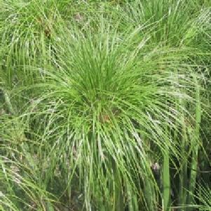 Cyperus papyrus 