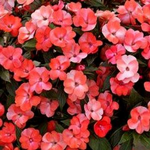 Impatiens hawkeri 'Balbocour'