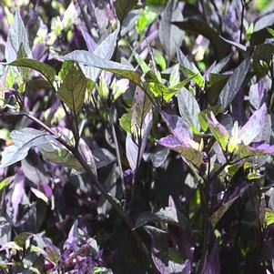 Capsicum annuum 'Black Olive'