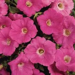 Petunia x hybrida 'PAS760700'