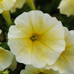 Petunia x hybrida 'PAS1003473'