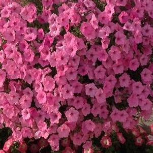 Petunia hybrid 'USTUNI6001'