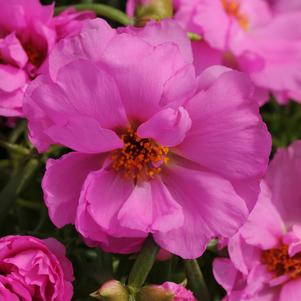 Portulaca grandiflora 'PAS752680'