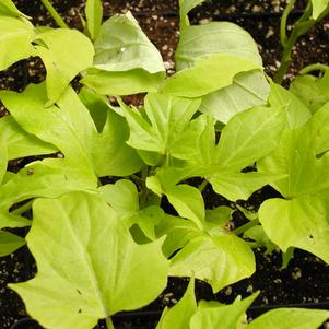 Ipomoea batatas 'Sweet Caroline Light Green'