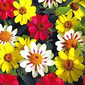 Zinnia marylandica 