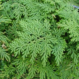 Selaginella braunii 