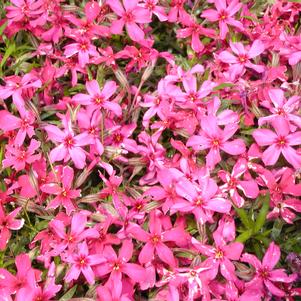 Phlox subulata 'Scarlet Flame'