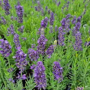 Lavandula angustifolia 'PAS1213794'