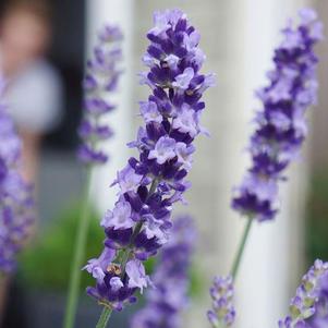 Lavandula angustifolia 'Armtipp01'