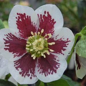 Helleborus x hybridus 