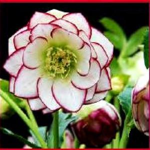 Helleborus x hybridus 