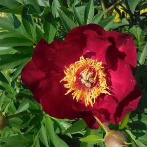 Paeonia itoh 'Scarlet Heaven'
