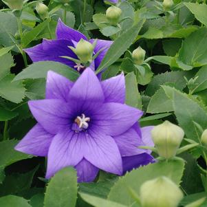 Platycodon grandiflorus 'Astra Blue'