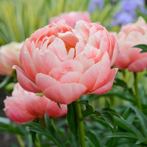 Paeonia lactiflora 'Coral Charm'