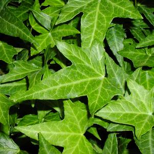 Hedera helix 'Needlepoint'