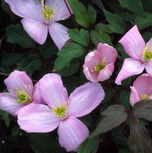 Clematis montana 'Elizabeth'