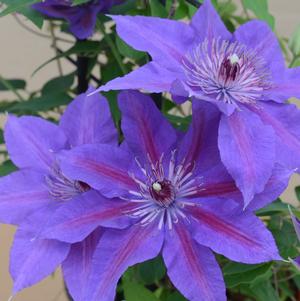 Clematis x 'Evipo074'