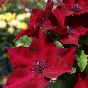 Clematis x 'Nubia'