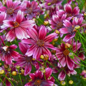 Coreopsis x 'Satin & Lace 'Berry Chiffon''