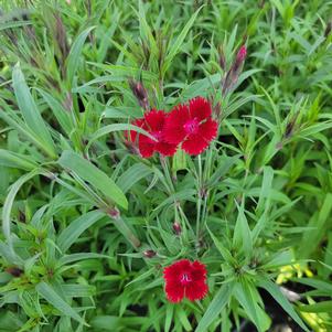 Dianthus x barbatus 'PAS1141436'