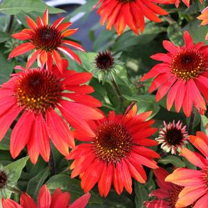 Echinacea x hybrida 'Balsomanita'