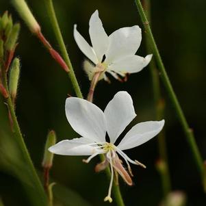 Gaura lindheimeri 'KLEGL14844'