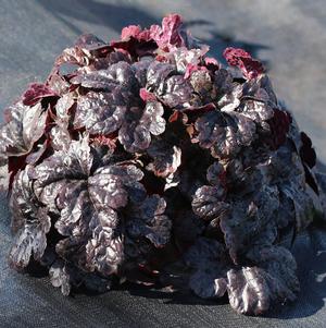 Heucherella x 'Onyx'