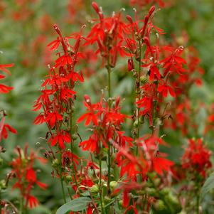 Lobelia cardinalis 