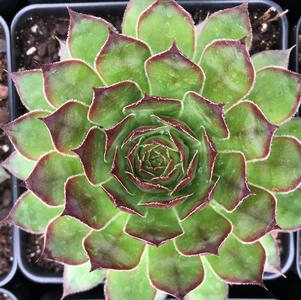 Sempervivum x 'Black'