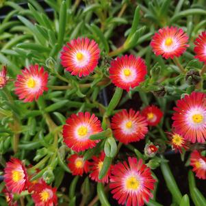 Delosperma hybrid 'Jewel Of Desert Grenade'
