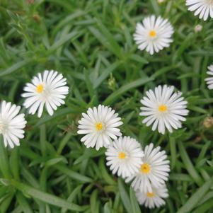 Delosperma hybrid 'Jewel Of Desert Moonstone'