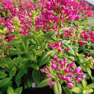 Phlox paniculata 'Barphflare'