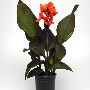 Canna x generalis 