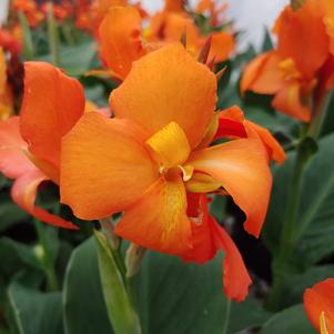 Canna x generalis 