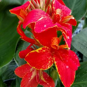 Canna x generalis 