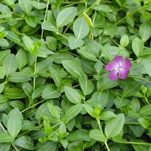 Vinca minor 'Atropurpurea'