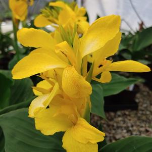 Canna x generalis 