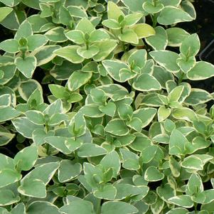 Vinca major 'Variegata'