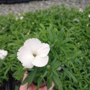 Dianthus chinensis ''PAS970060''