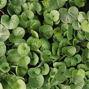 Dichondra repens 'Emerald Falls'