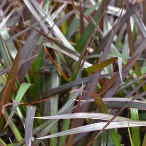 Dracena marginata 'Magenta'