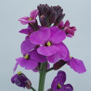 Erysimum linifolium 'Bowles Mauve'