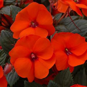 Impatiens x hybrida 'SAKIMP026'